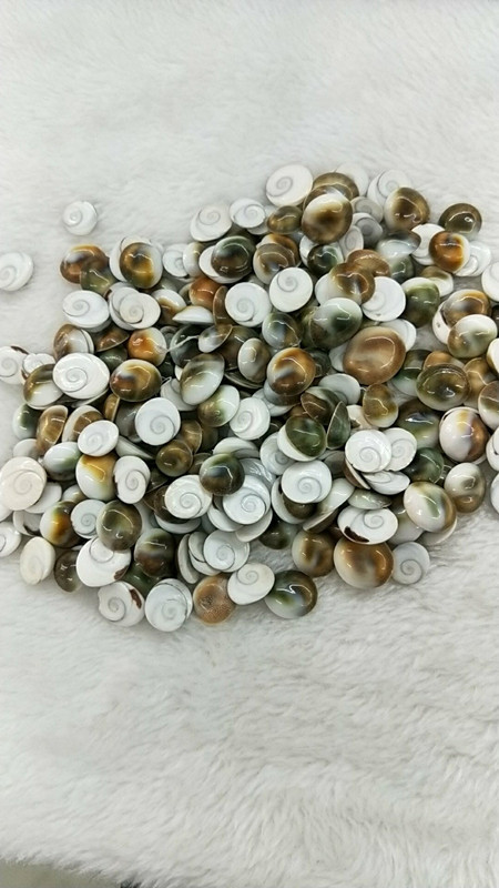 天然海洋贝壳12--16mm小颗粒太阳贝散片装饰材料服饰辅料批发