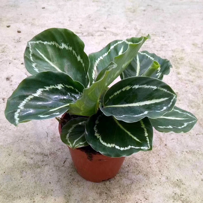 基地直供室内高档小盆栽办公桌面环境绿植a90绿美丽竹芋