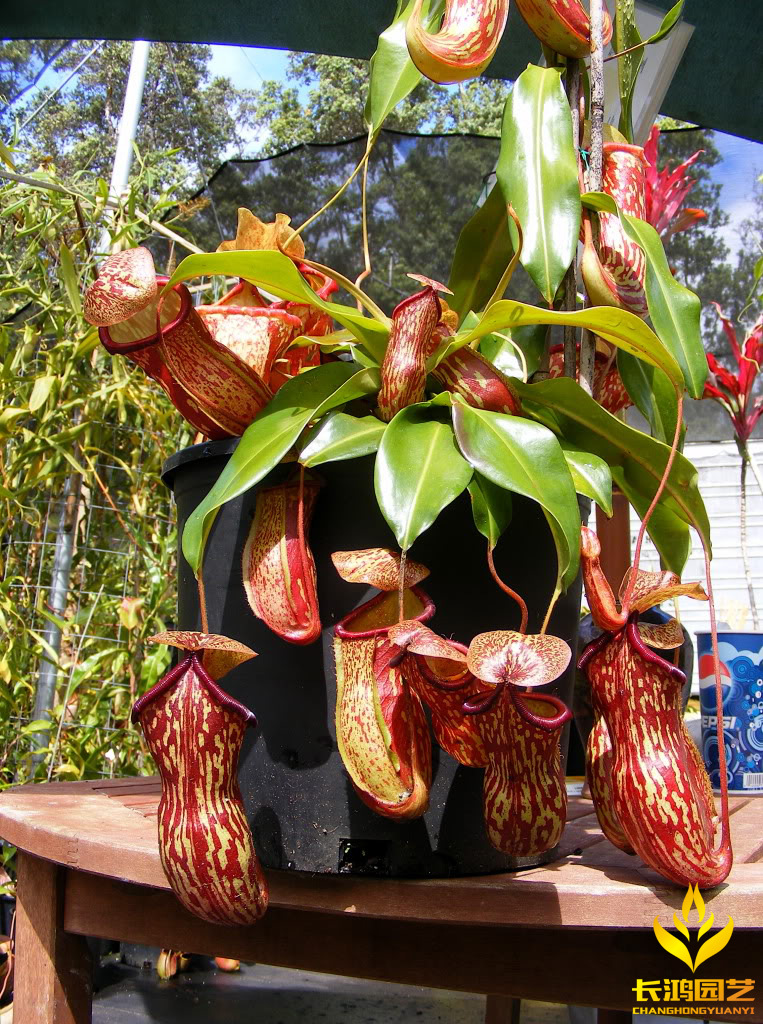 盖亚猪笼草 食虫植物 基地直销 种苗批发绿植花卉盆栽【小苗】