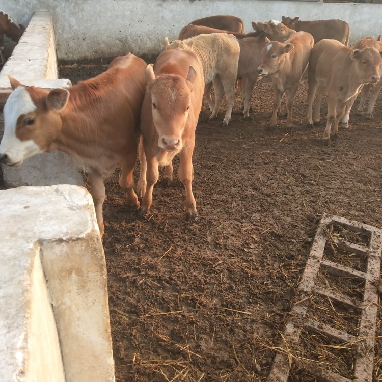 2023年小牛价格 小黄牛苗价格 吉木乃县肉牛养殖场