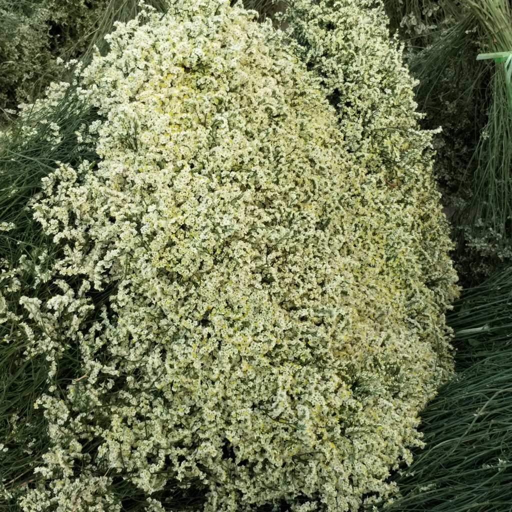 称斤永生花黄色水晶草情人草天然干花装厂家直销
