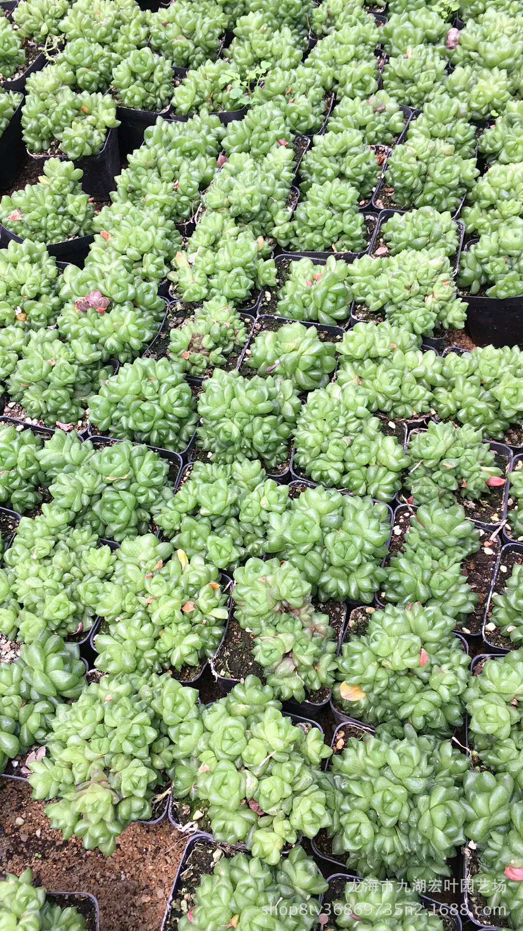 宏叶花卉 银光锦仙人球 自然锦 多肉植物仙人柱 沙生植物自产直批