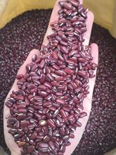 赤小豆新种无土栽培纸上种菜芽率高