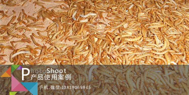 黄粉虫客户养殖案例1