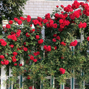 藤本月季 御用马车 攀援植物庭院阳台盆栽花卉 大花品种月季