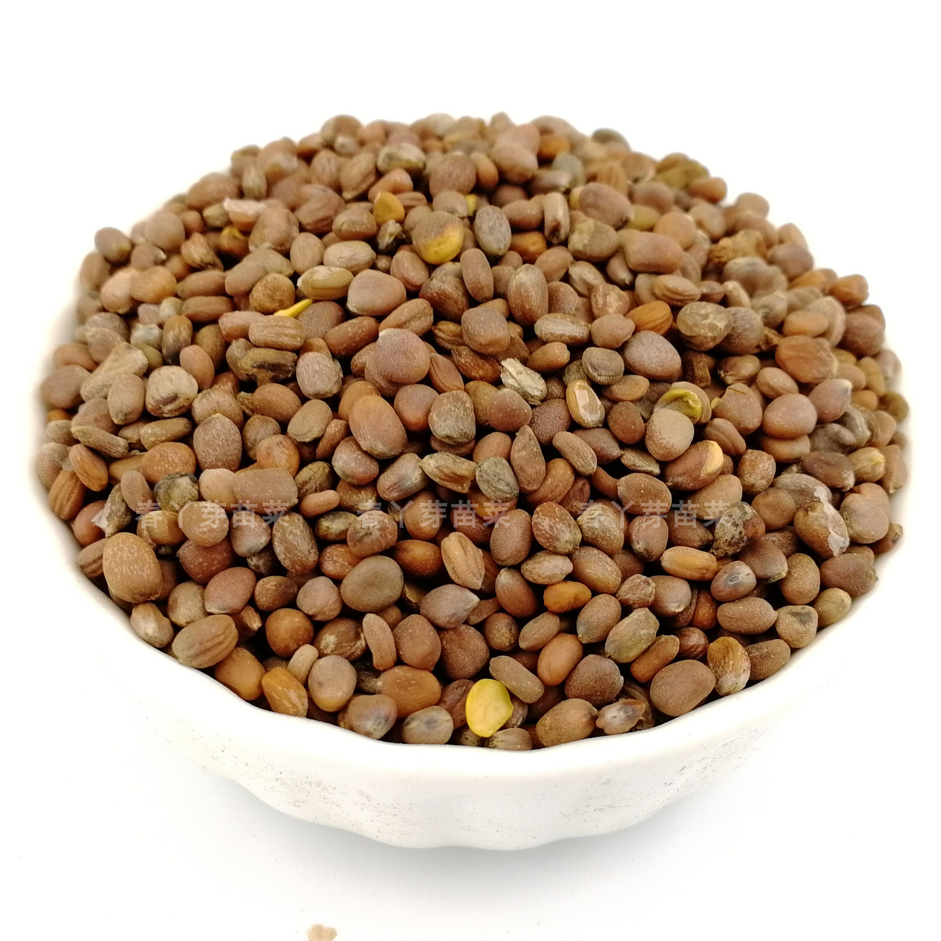 白杆萝卜种 萝卜苗种子特色蔬菜芽苗菜种子种植批发