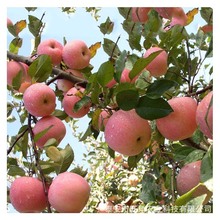 苹果树苗1公分嫁接矮化地栽盆栽爱妃水蜜桃苹果苗 红富士苹果苗