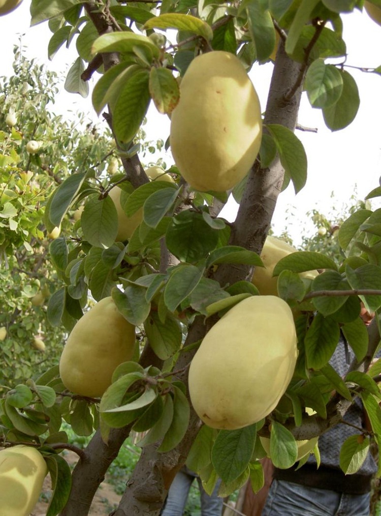 木瓜种子 皱皮木瓜种子 光皮木瓜树种子林木造景木瓜树种子南北方