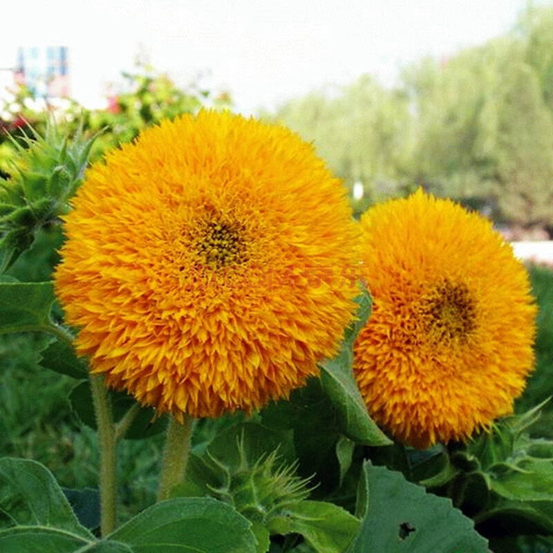 玩具熊向日葵:自带光环的花界萌宠