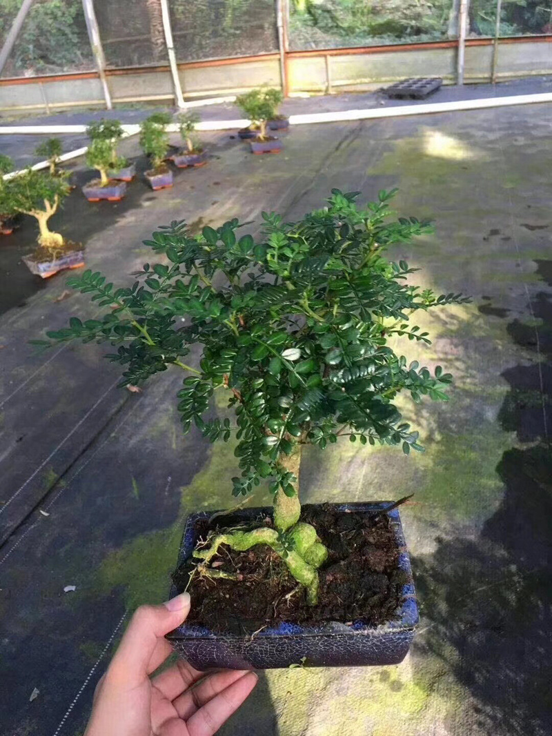 【基地直供】造型盆景 阳台绿植 净化空气 袋苗 4寸清香木