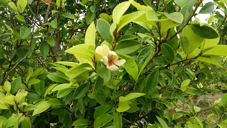 基地直销含笑球树苗 红花含笑苗 含笑花盆栽紫花含笑盆