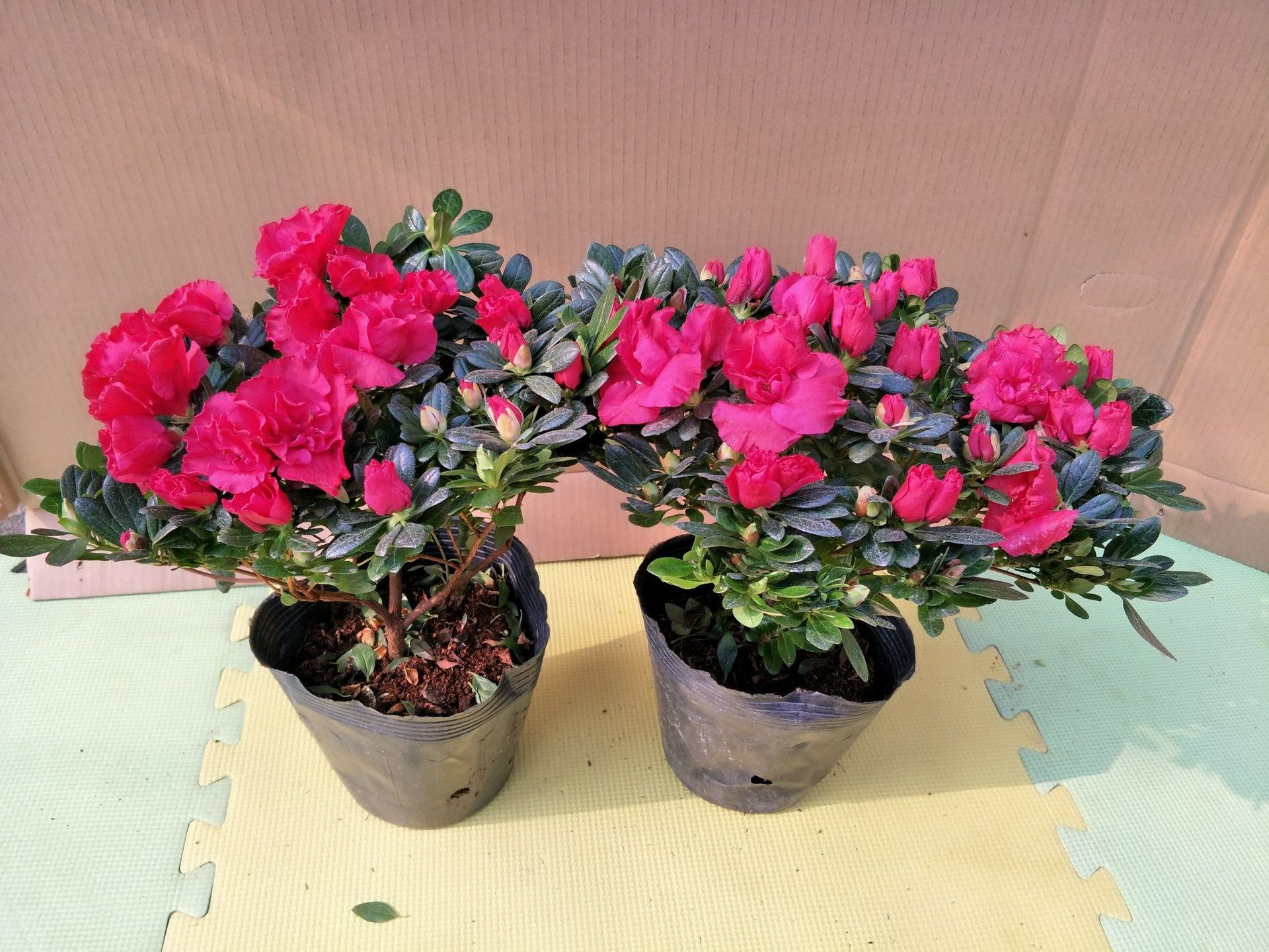 批发 杜鹃花 花期长 盆景 盆栽 观花植物 映山红 粉杜鹃 绿植