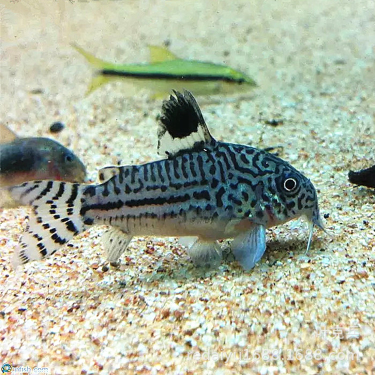 热带观赏鱼批发三线豹鼠老鼠鱼清洁鱼除藻活体包活