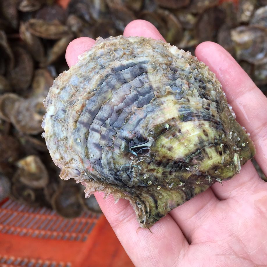 新鲜海水蚌批发海水贝马氏贝泡沫箱发货直播空蚌
