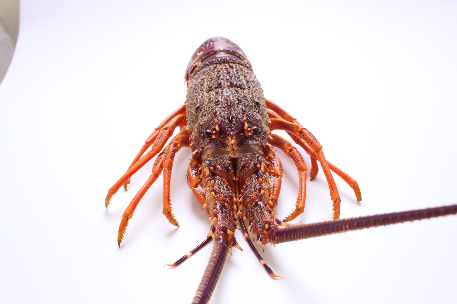 产地直发澳洲进口深海龙虾 鲜活捕捞酒店家居食材大龙虾750克