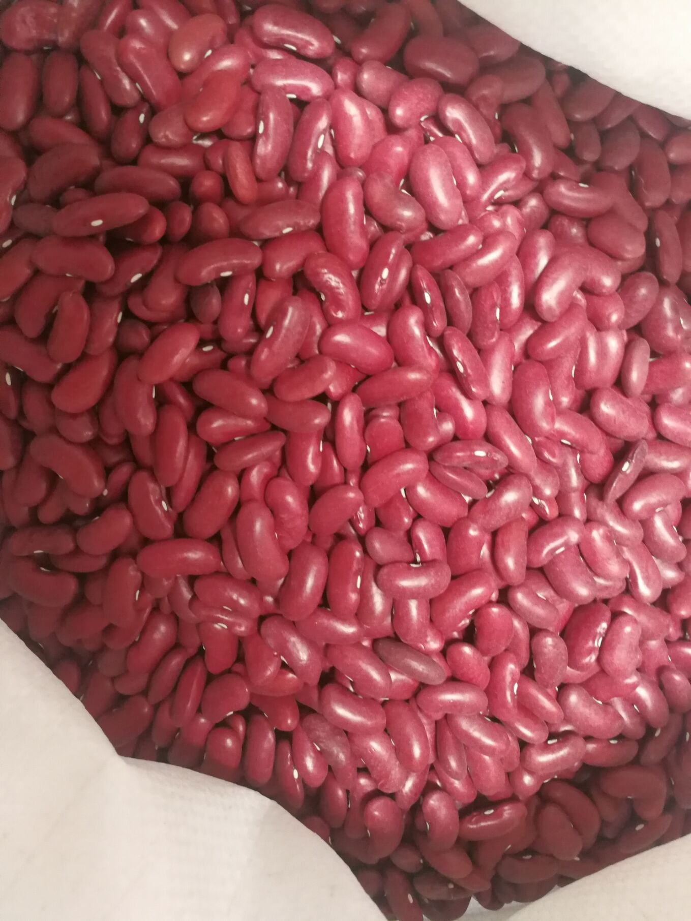 供应大包装手选英国红芸豆,罐头用英国红芸豆,英国红,红腰豆