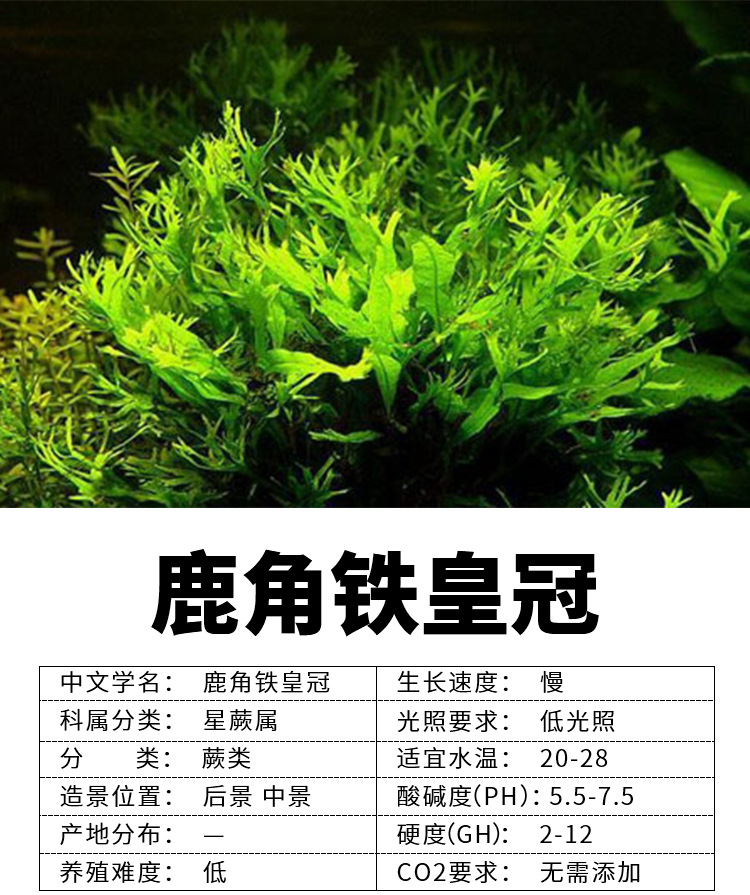 真水草批发鱼缸造景水草鹿角铁皇冠淡水新手水草阴性好养植物代发