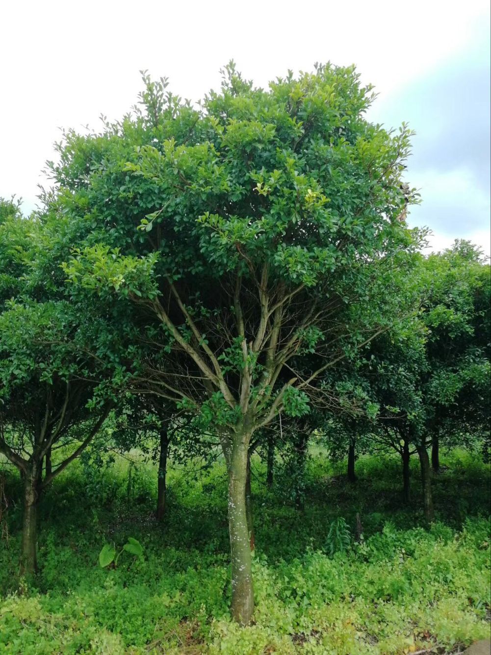 福建红皮榕价格 福建红皮小叶榕报价 福建耐寒小叶红皮榕基地