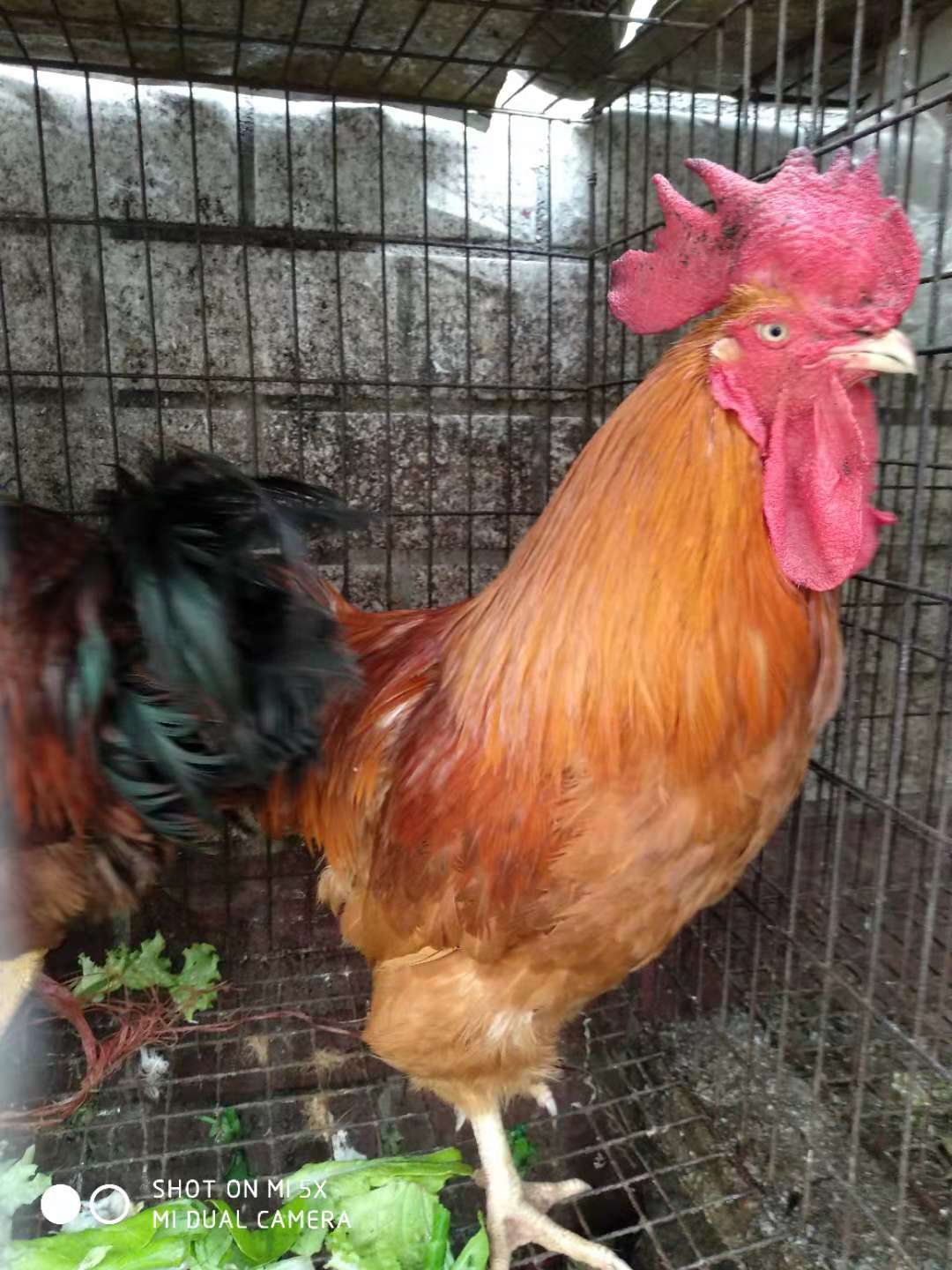 九斤红鸡苗,孵化需要怎么做,380鸡苗多少钱.小鸡雏鸡苗