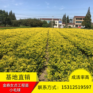 秀锦苗木金森女贞苗金叶女贞小叶女贞金森女贞小毛球基地直销批发