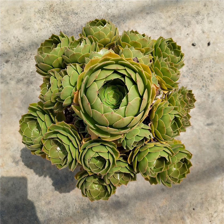 078多肉盆栽批发基地直销 沙拉碗万圣节法师盆21cm多肉品种裸根发