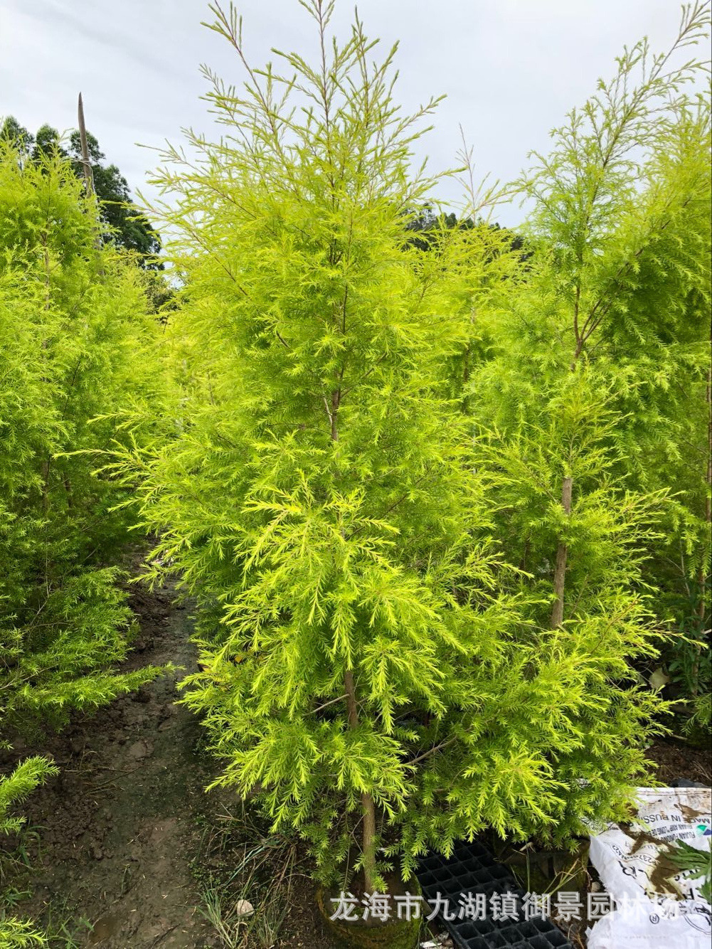 福建黄金宝树价格 黄千层黄金香柳报价 福建千层金种植基地批发