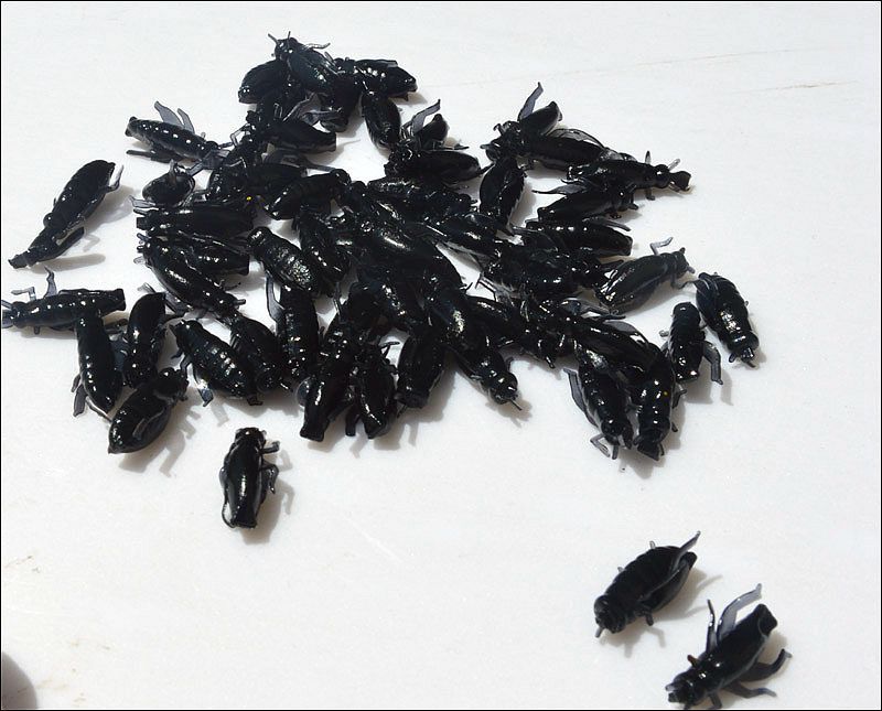 畅钓路亚软饵鱼饵假饵仿真蚂蚱蛆虫软饵黑色蟋蟀厂家直销昆虫饵