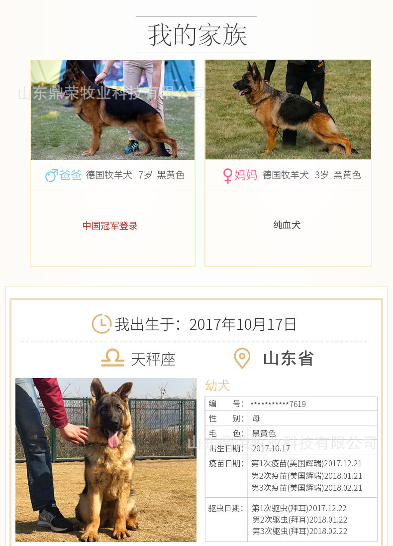 德国牧羊犬80天不满意可退换包防疫视频选狗货到付款