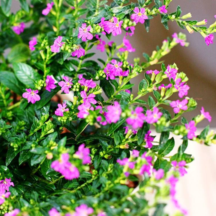 基地批发工程绿化花园种植常绿紫花满天星萼距花绿篱花台灌木