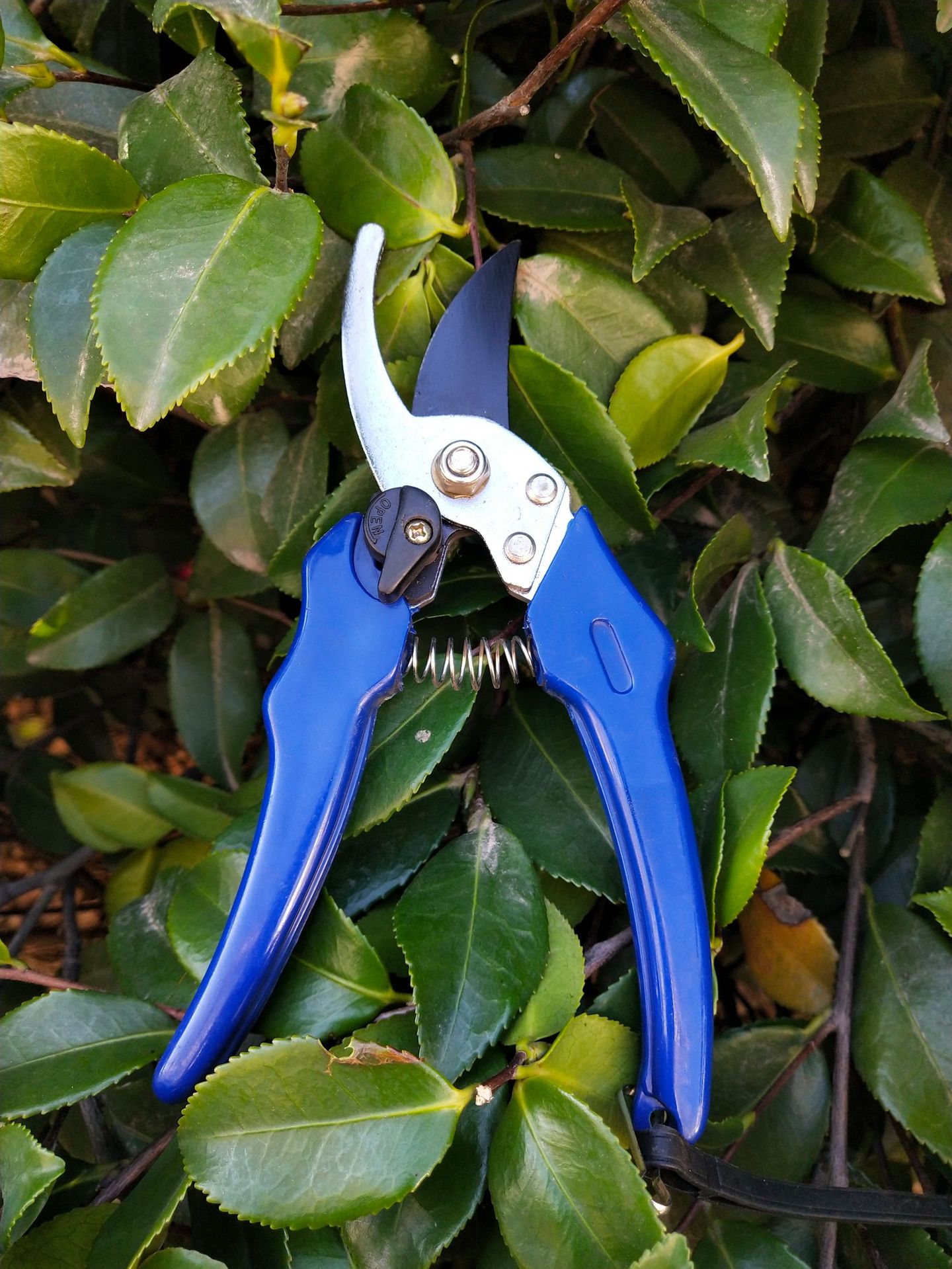 厂家直销高质量园林剪修枝剪树枝剪果枝剪摘果剪 欢迎选购