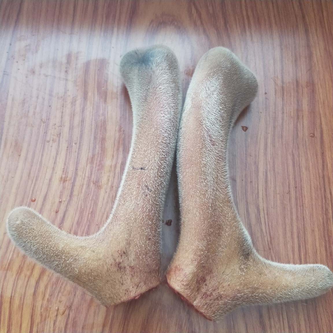 梅花鹿整枝鲜鹿茸 东北特产万兴鹿业 鹿茸切片新鲜鹿茸批发