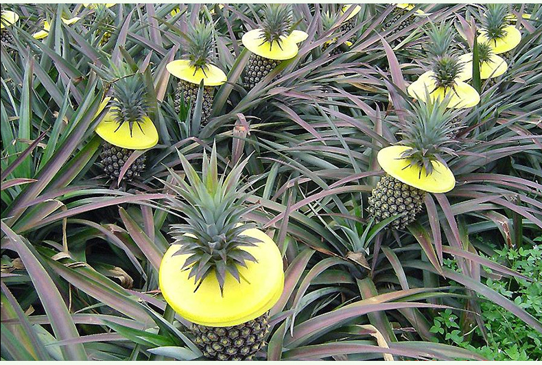 台湾地菠萝苗 可盆栽地栽凤梨苗 南北方盆栽地栽果树苗木当年结果