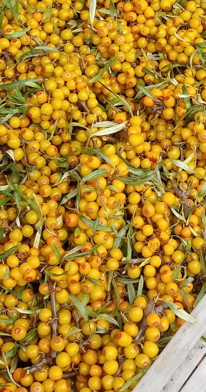 新鲜沙棘果天然野生特级沙棘鲜果榨果汁做酵素1000g包邮