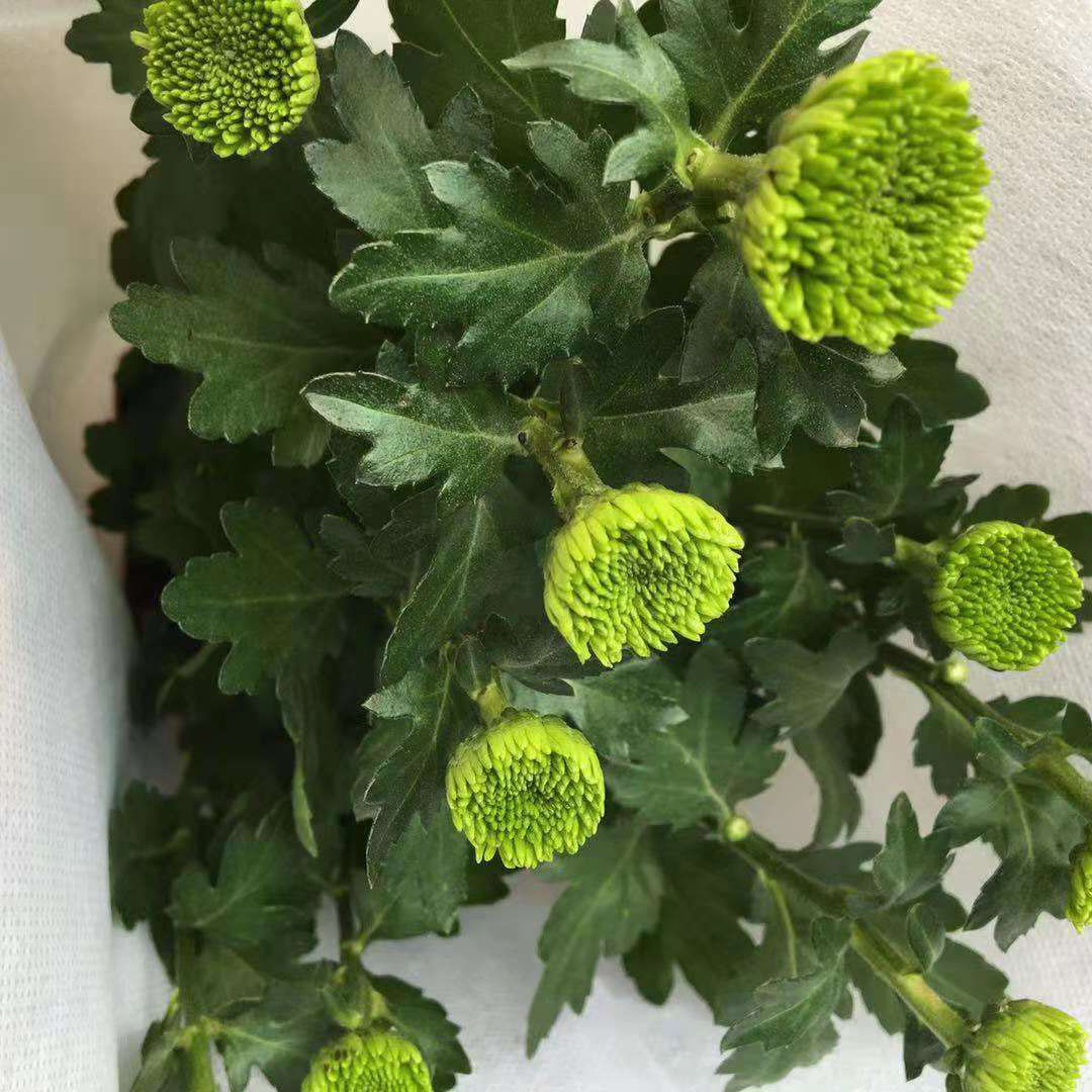 【基地直销】 四季开花植物花卉菊花盆栽苗 乒乓菊小翠菊阳台庭院