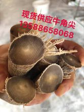 牛角尖大量现货厂家直销非洲白牛角尖黄牛角尖工艺品原料牛角尖