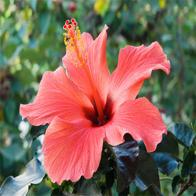 批发优质2公分短苞木槿价格 木槿花树成活率高