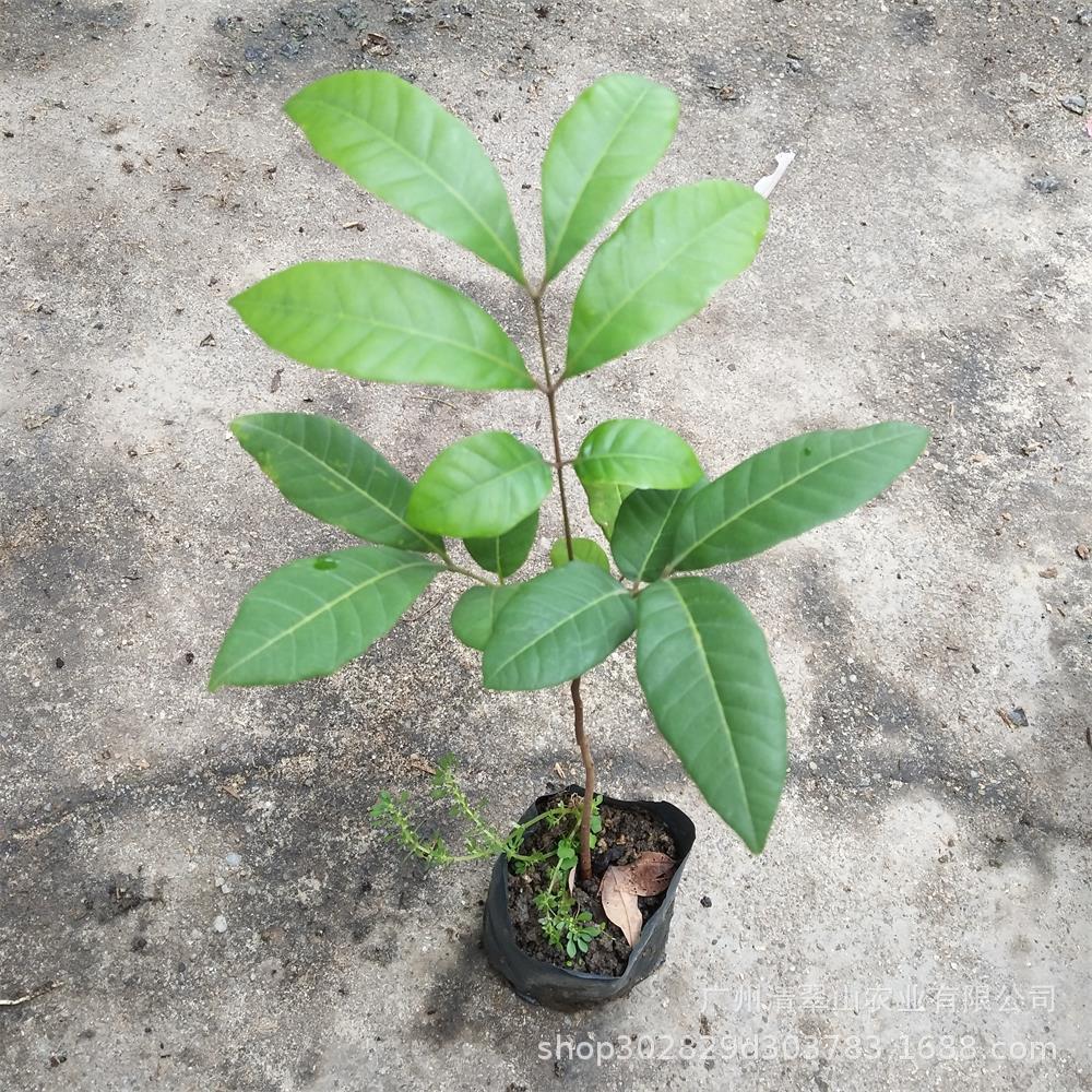 苗圃直销优质荔枝苗庭院盆栽花卉室内观叶植物四季常青南北方种植