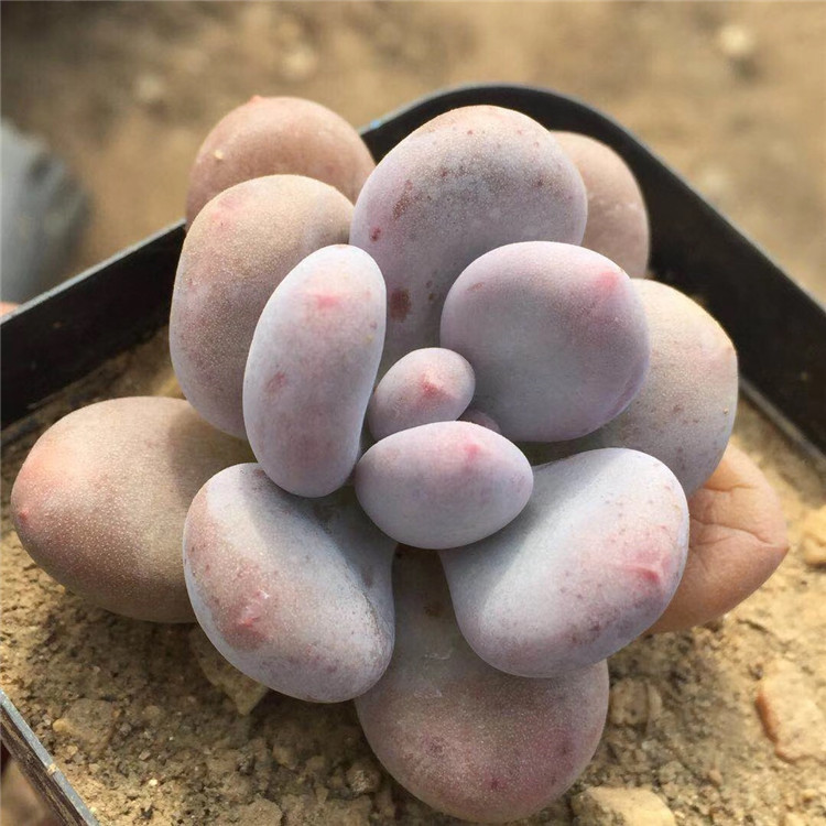 多肉植物基地批发糖豆奶酪小老桩3cm左右裸根发多肉品种