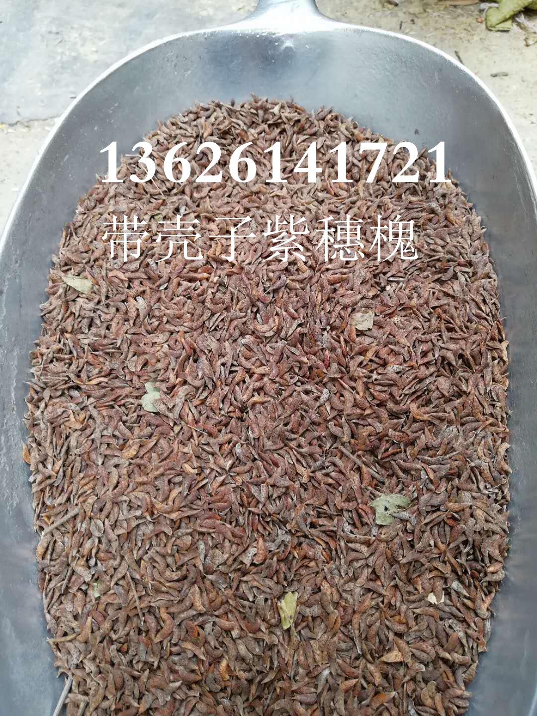 护坡灌木 乔木品种 护坡小乔木树种子