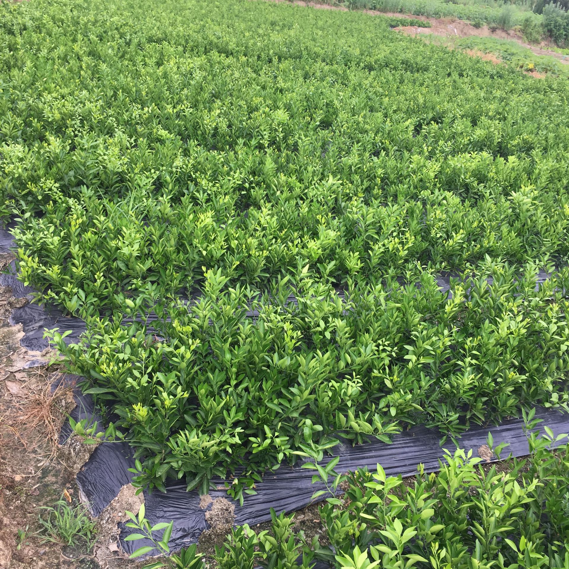 果苗大分柑橘苗南方柑橘果树苗早熟丰产果树苗大分苗