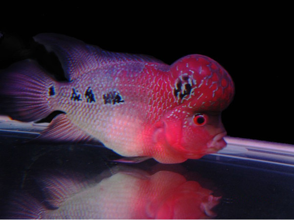 鸿运当头罗汉鱼红运苗罗汉苗观赏鱼宠物鱼热带鱼56厘米