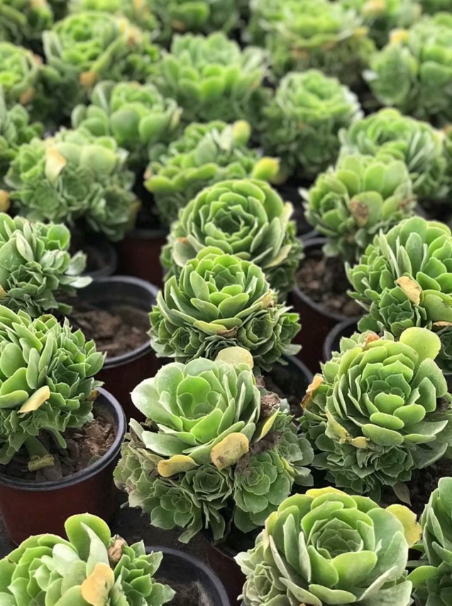 绿羊绒法师大捧花绿羊绒多头老桩实拍20-30头法师系列