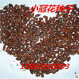 小冠花多年生草本豆科植物 小冠花实用价值较高 营养价值丰富