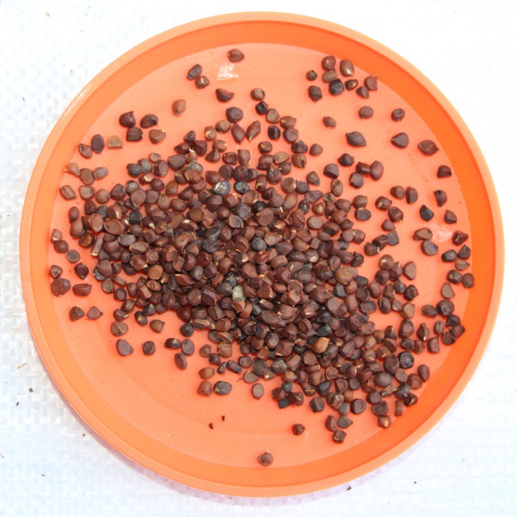 马兰花种子马莲种子马莲花耐旱防沙种子护坡种子多年生马兰花种子