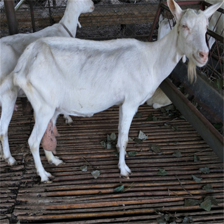 山东养羊场3-5个月的奶山羊羊羔 萨能奶山羊 关中奶山羊