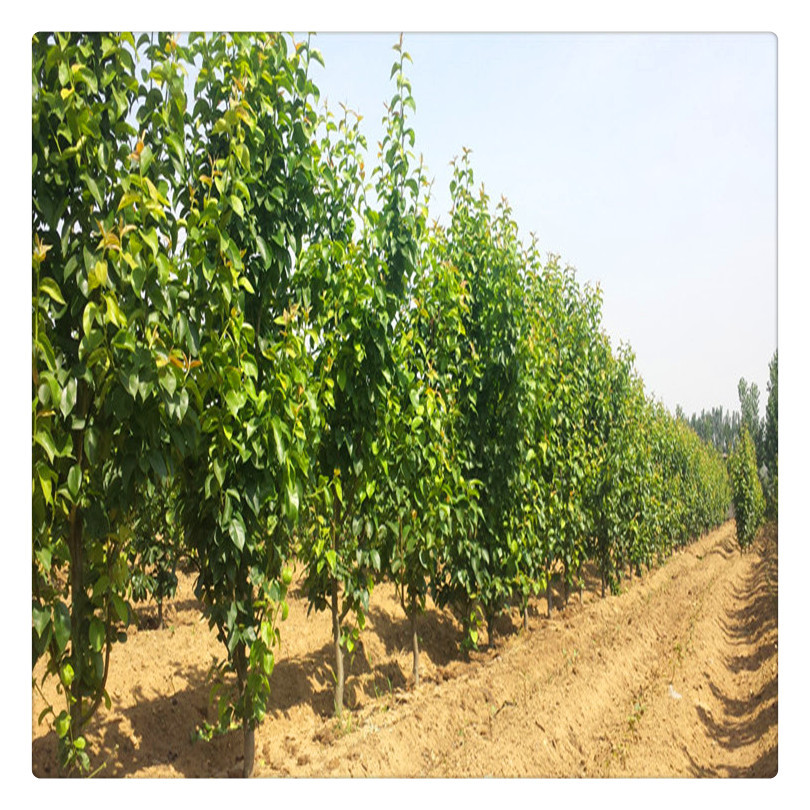 夏玉梨树苗种植管理 粗度一公分夏玉梨小苗
