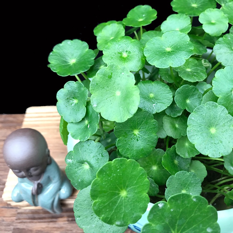 供应优质铜钱草水培植物 办公室桌面盆栽金钱草花卉水养绿植 包邮