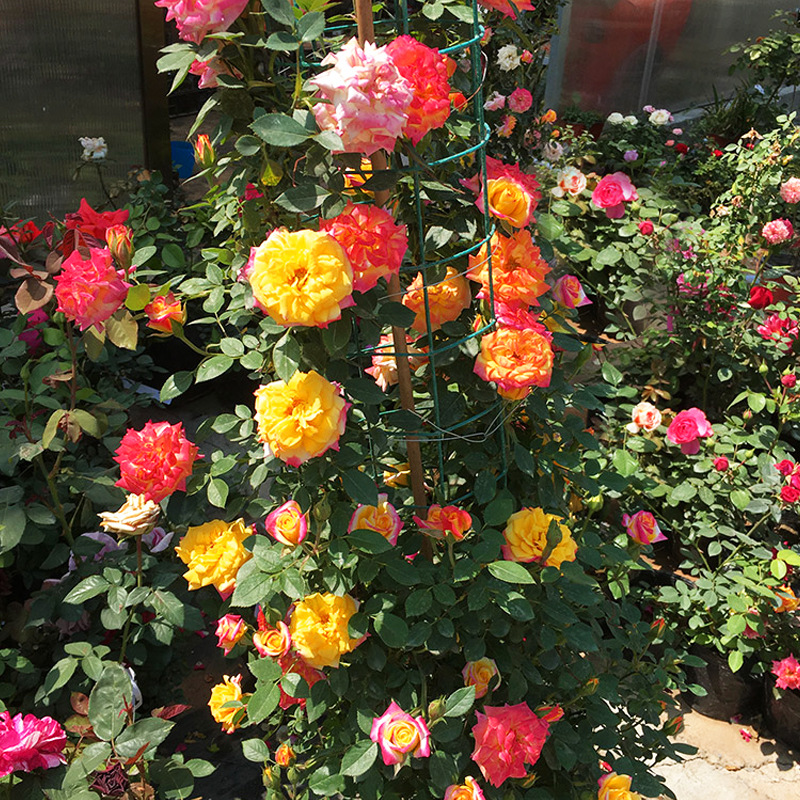 爬藤复色藤本月季花藤本 彩虹 多季攀援植物 花苗 盆栽
