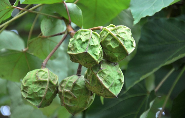 油桐种子 油桐树种子 桐油树种子 桐子树光 桐木油树 新采 易种植