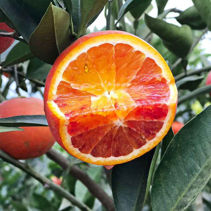 湖南辰溪,塔罗科血橙净重9斤普通混装
